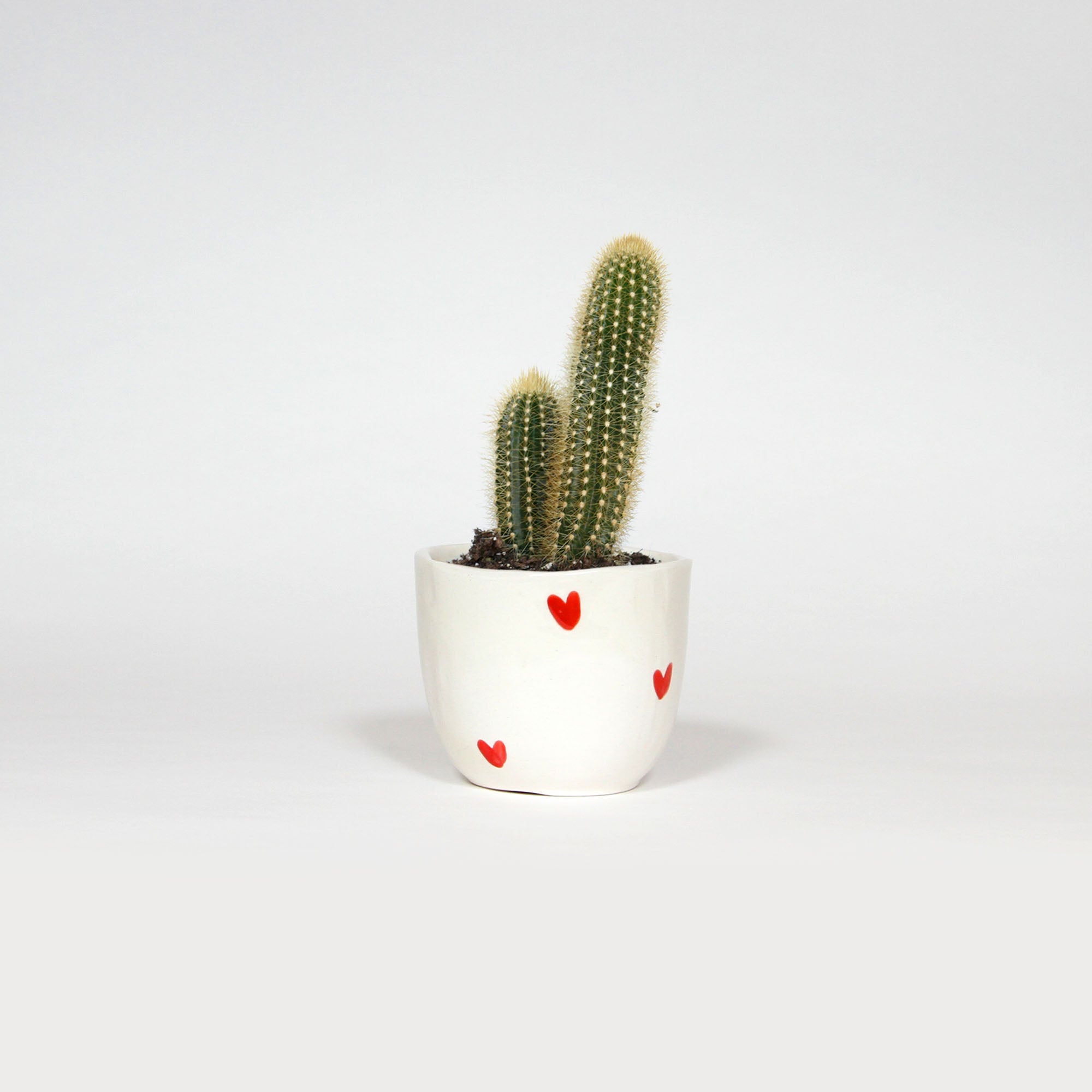 LE CACHE-POT DE L'AMOUR